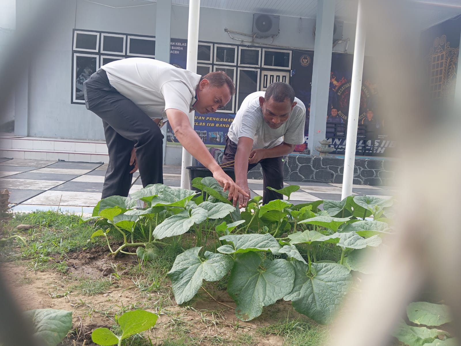 Dari Balik Tembok Rutan Banda Aceh, Tumbuh Harapan dan Keterampilan Melalui Budidaya Melon