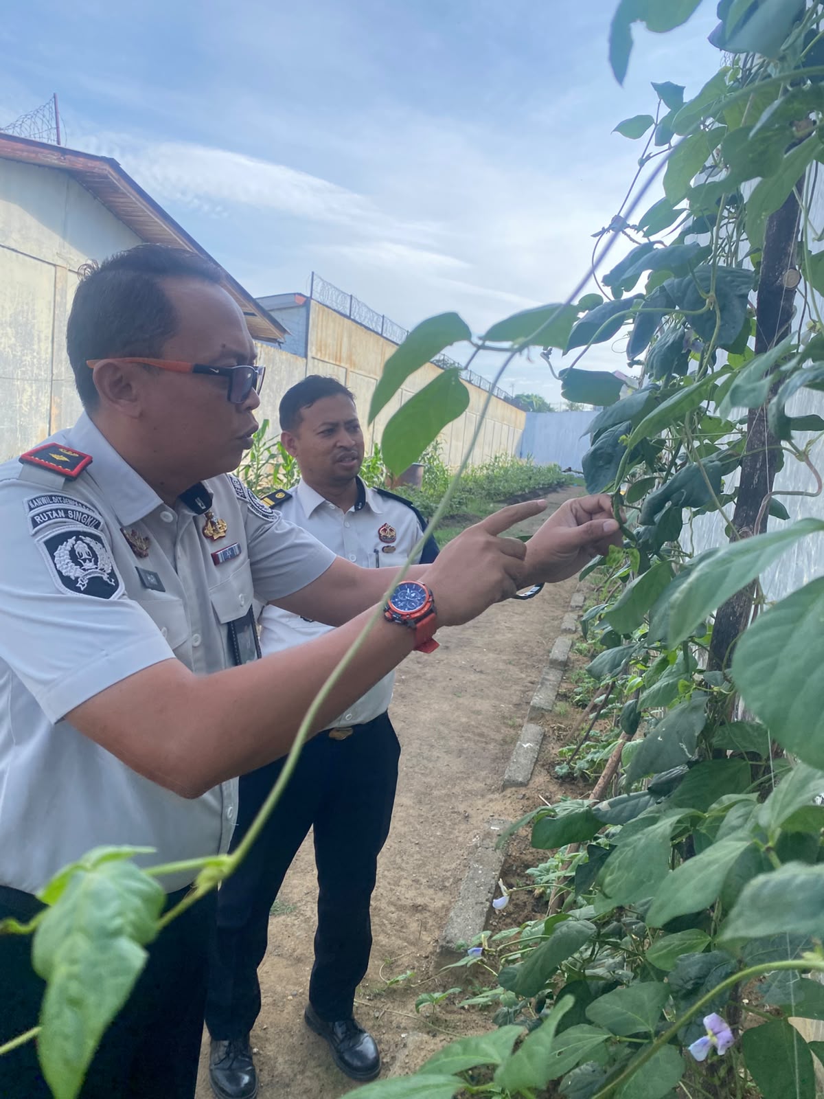 Ancaman Serangan Hama di SAE Rubanceh: Pengelola Gerak Cepat Selamatkan Lahan Ketahanan Pangan